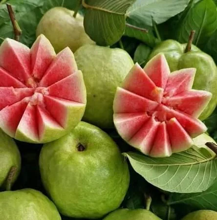 Watermelon guava from Thaitown's Arctic Plate listing