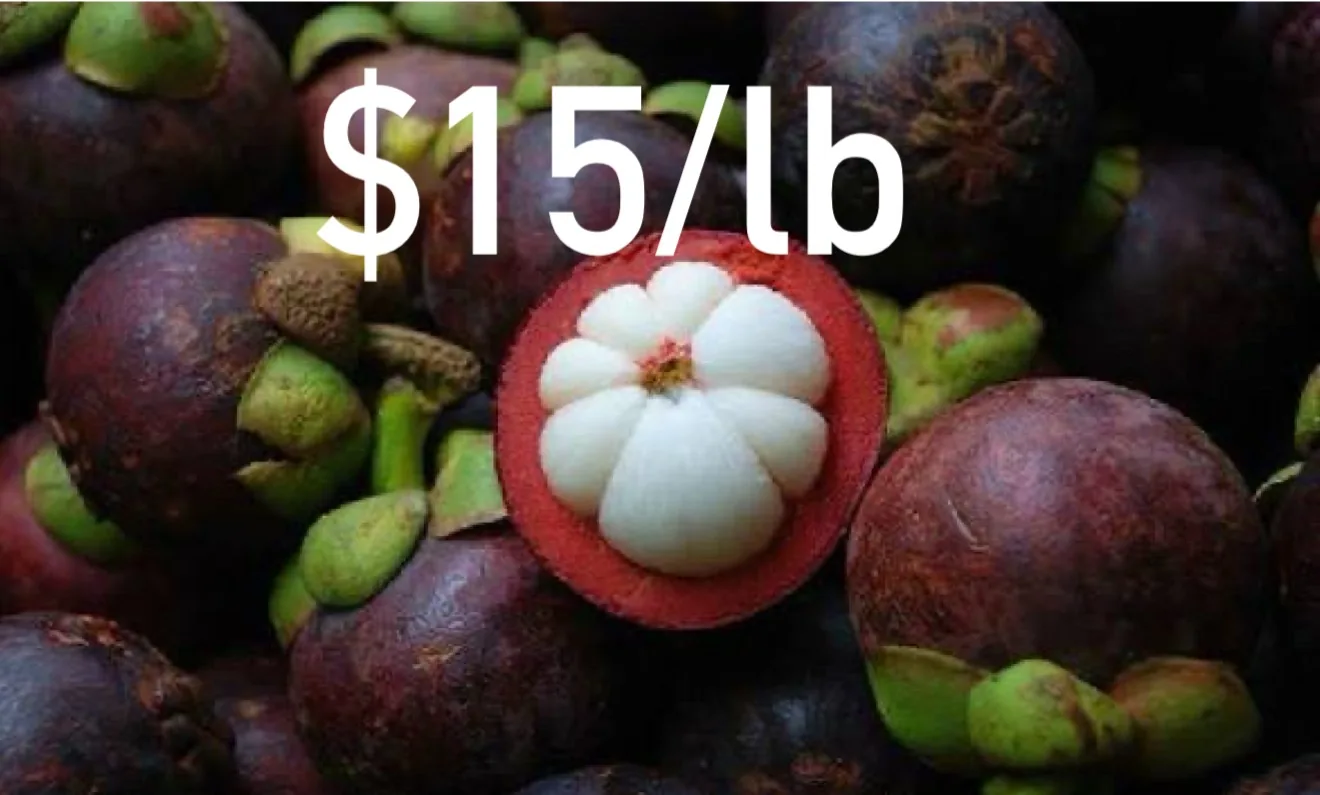 Mangosteen from Thaitown's Arctic Plate listing