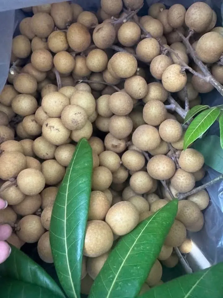 Longan fruit from Thaitown's Arctic Plate listing